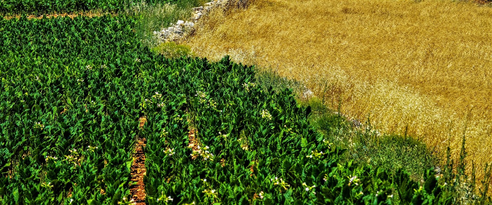 Ofagros Farms agronomist advising on a farm visit