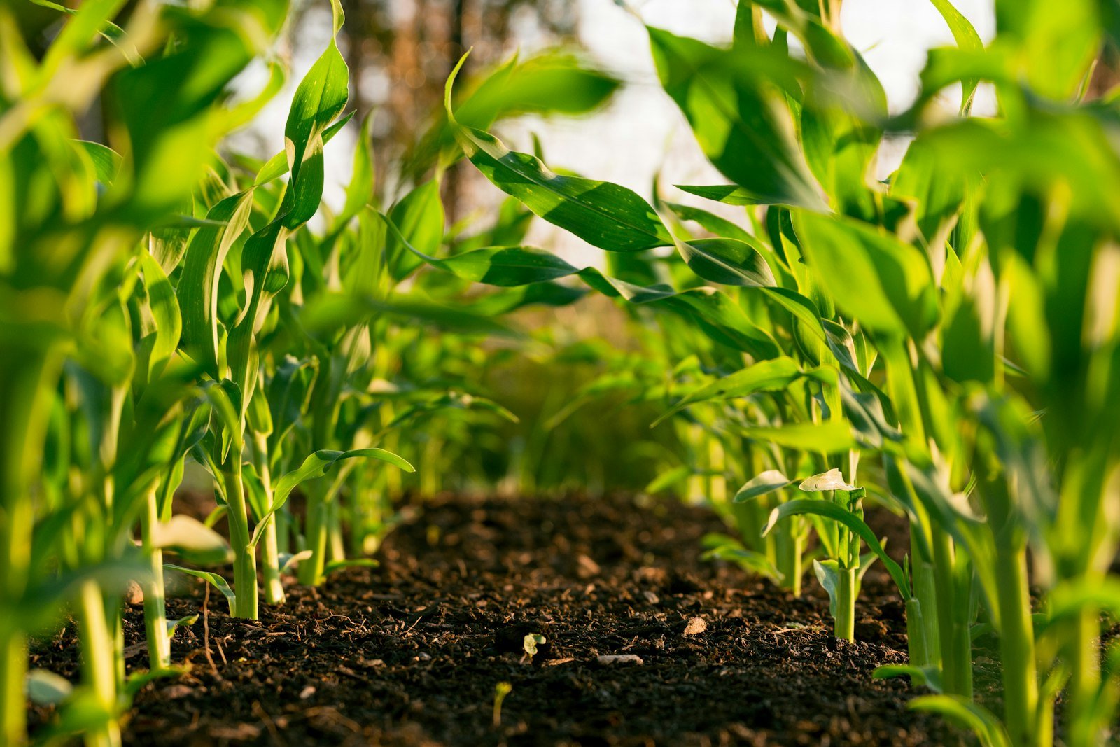Ofagros Farms managed agricultural fields in Kampala